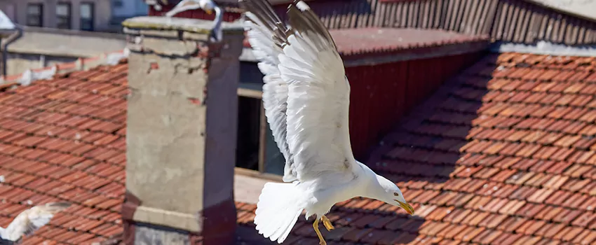 Residential Chimney Animal Removal Solution in Blaine, MN