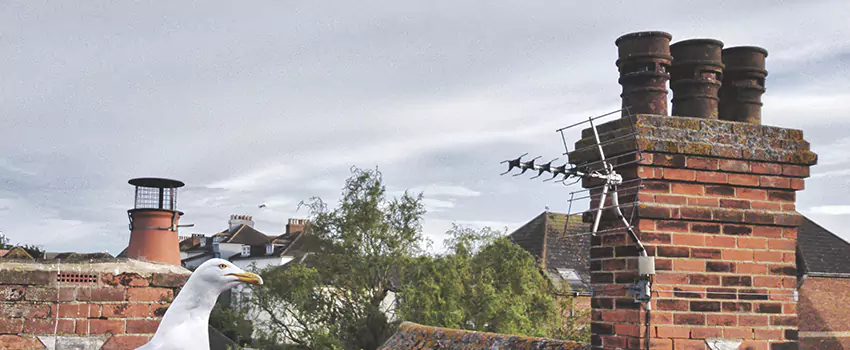 Chimney Cleaning And Restoration in Blaine, Minnesota